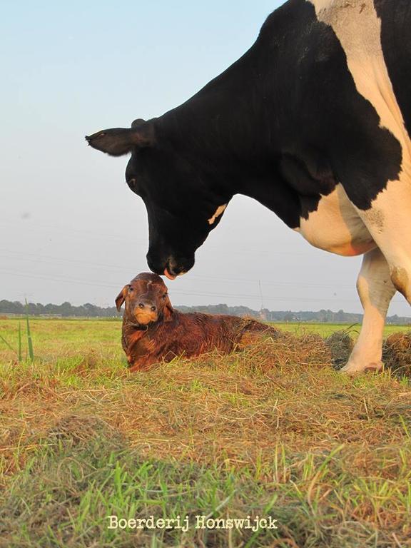 Boerderij Honswijck ξενώνας Weesp Εξωτερικό φωτογραφία